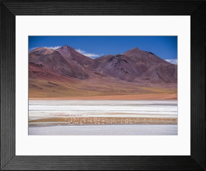 Framed Print : Flamingos at Laguna Hedionda, a salt lake area in the Altiplano of Bolivia, South America Framed Print : Flamingos at Laguna Hedionda, a salt lake area in the Altiplano of Bolivia, South America