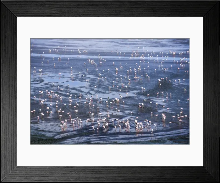 Framed Print : Thousands of flamingos at Laguna Colorada, a salt lake in the Altiplano of Bolivia Framed Print : Thousands of flamingos at Laguna Colorada, a salt lake in the Altiplano of Bolivia