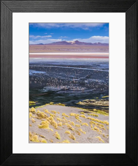 Framed Print : Flamingos at Laguna Colorada (Red Lagoon), a salt lake in the Altiplano of Bolivia Framed Print : Flamingos at Laguna Colorada (Red Lagoon), a salt lake in the Altiplano of Bolivia