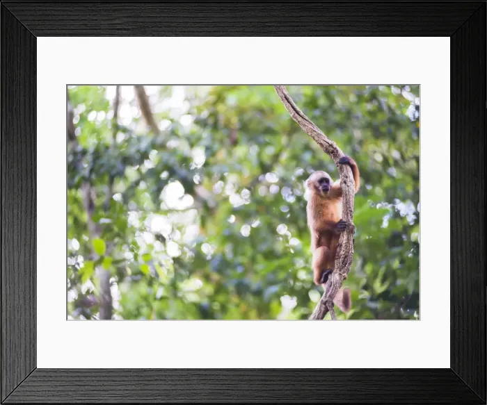 Framed Print : White fronted Capuchin monkey (Cebus albifrons), Monkey Island (Isla de los Monos) Framed Print : White fronted Capuchin monkey (Cebus albifrons), Monkey Island (Isla de los Monos)