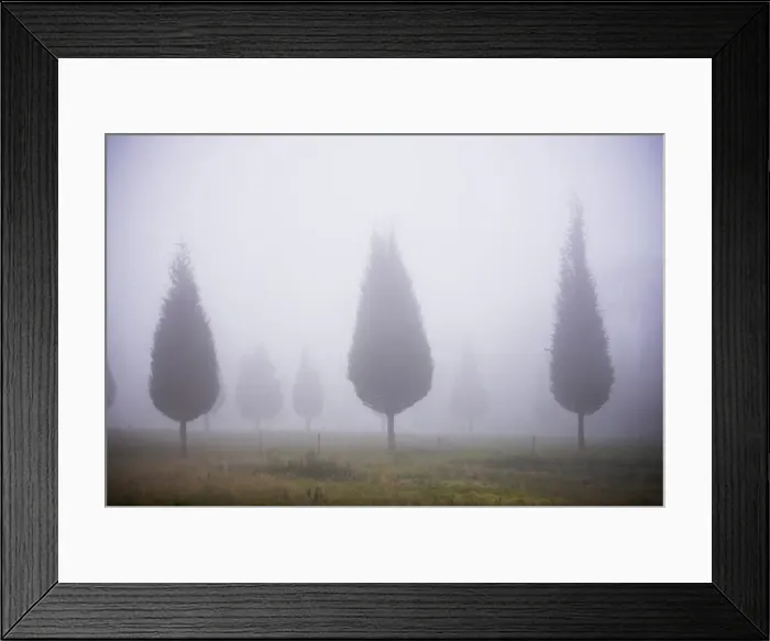 Framed Print : Misty poplar tree landscape, Hacienda Zuleta, Imbabura, Ecuador, South America Framed Print : Misty poplar tree landscape, Hacienda Zuleta, Imbabura, Ecuador, South America