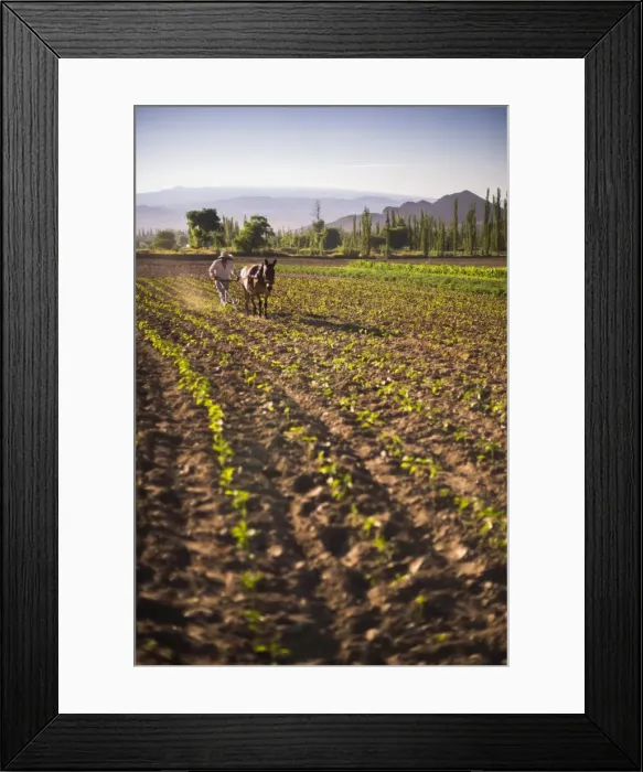 Framed Print : Pimiento farmer farming at sunrise in the Cachi Valley, Calchaqui Valleys, Salta Province Framed Print : Pimiento farmer farming at sunrise in the Cachi Valley, Calchaqui Valleys, Salta Province