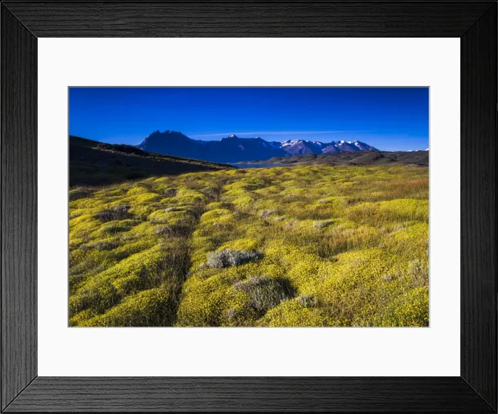 Framed Print : Yellow bush at Belgrano Lake (Lago Belgrano), Perito Moreno National Park, Santa Cruz Province