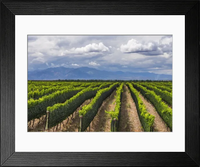Framed Print : Vineyards in the Uco Valley (Valle de Uco), a wine region in Mendoza Province, Argentina Framed Print : Vineyards in the Uco Valley (Valle de Uco), a wine region in Mendoza Province, Argentina
