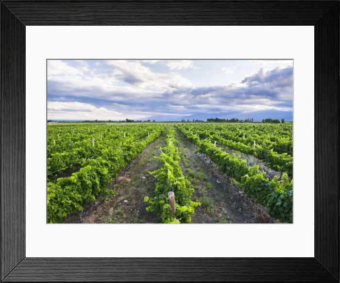 Framed Print : Vineyards at Bodega La Azul, a winery in Uco Valley (Valle de Uco), a wine region Framed Print : Vineyards at Bodega La Azul, a winery in Uco Valley (Valle de Uco), a wine region