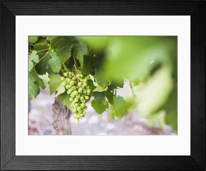 Framed Print : Grapes hanging on a vine at Bodega La Azul, a winery in Uco Valley (Valle de Uco) Framed Print : Grapes hanging on a vine at Bodega La Azul, a winery in Uco Valley (Valle de Uco)
