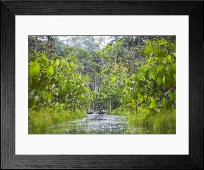 Framed Print : Amazon Rainforest dugout canoe ride, Sacha Lodge, Coca, Ecuador, South America Framed Print : Amazon Rainforest dugout canoe ride, Sacha Lodge, Coca, Ecuador, South America