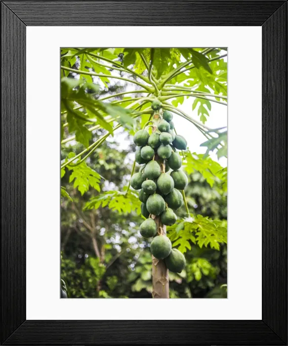 Framed Print : Papaya tree, Amazon Rainforest, Coca, Ecuador, South America Framed Print : Papaya tree, Amazon Rainforest, Coca, Ecuador, South America