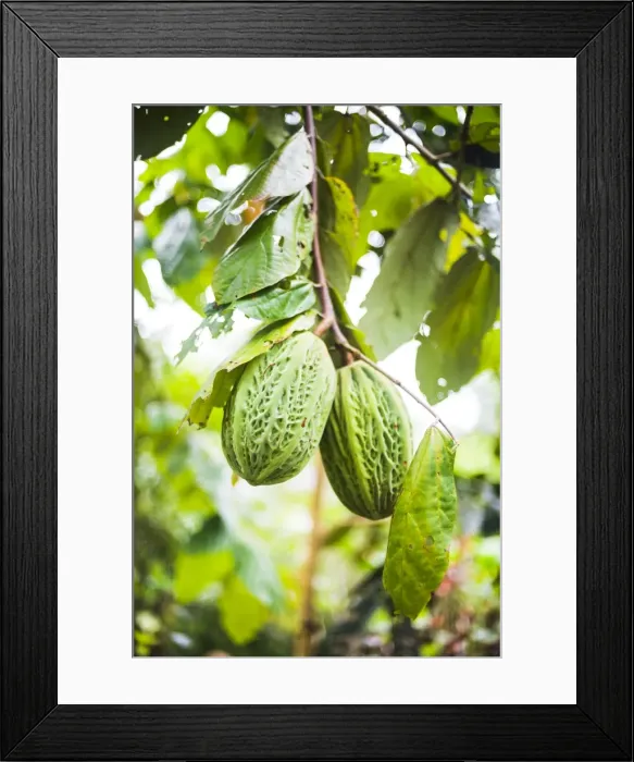 Framed Print : White cacao tree, Amazon Rainforest, Coca, Ecuador, South America
