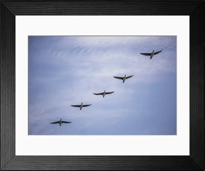 Framed Print : Guanay cormorant or shag (Phalacrocorax or Leucocarbo bougainvillii) birds flying Framed Print : Guanay cormorant or shag (Phalacrocorax or Leucocarbo bougainvillii) birds flying