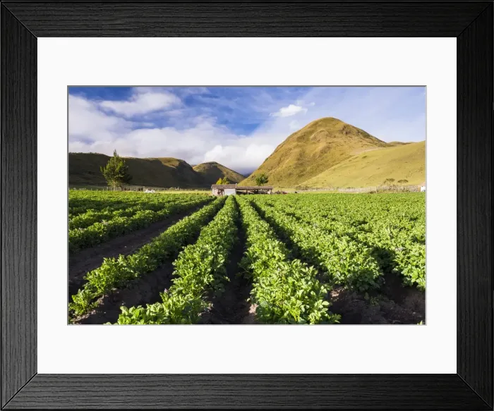 Framed Print : Farmland at the base of Illiniza Norte Volcano, Pichincha Province, Ecuador, South Framed Print : Farmland at the base of Illiniza Norte Volcano, Pichincha Province, Ecuador, South