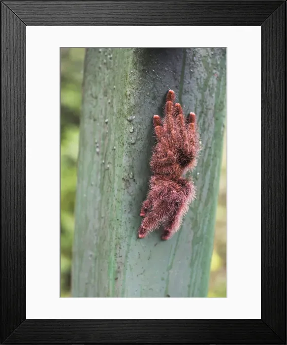 Framed Print : Tarantula, Amazon Rainforest, Coca, Ecuador, South America Framed Print : Tarantula, Amazon Rainforest, Coca, Ecuador, South America