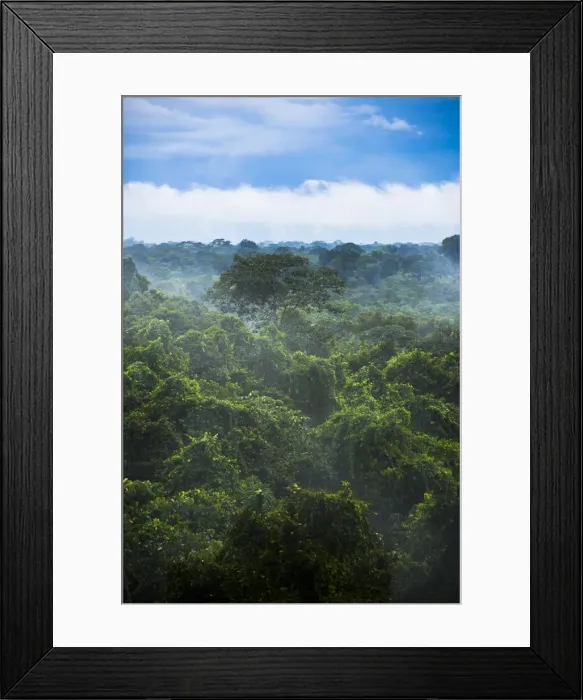 Framed Print : Amazon Rainforest at Sacha Lodge, Coca, Ecuador, South America Framed Print : Amazon Rainforest at Sacha Lodge, Coca, Ecuador, South America