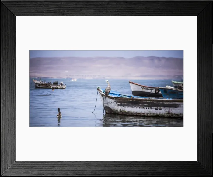 Framed Print : Peruvian pelican (Pelecanus Thagus), Paracas, Ica, Peru, South America Framed Print : Peruvian pelican (Pelecanus Thagus), Paracas, Ica, Peru, South America