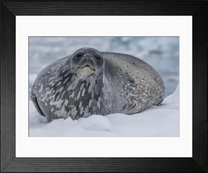 Framed Print : Adult Weddell seal (Leptonychotes weddellii), hauled out on ice in Buls Bay, Brabant Island Framed Print : Adult Weddell seal (Leptonychotes weddellii), hauled out on ice in Buls Bay, Brabant Island