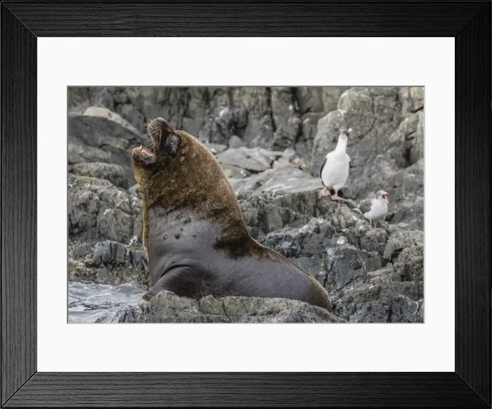 Framed Print : South American sea lion bull (Otaria flavescens) at breeding colony just outside Ushuaia Framed Print : South American sea lion bull (Otaria flavescens) at breeding colony just outside Ushuaia
