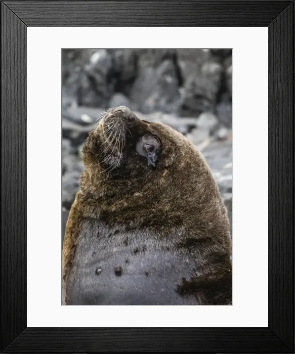 Framed Print : South American sea lion bull (Otaria flavescens) at breeding colony just outside Ushuaia Framed Print : South American sea lion bull (Otaria flavescens) at breeding colony just outside Ushuaia