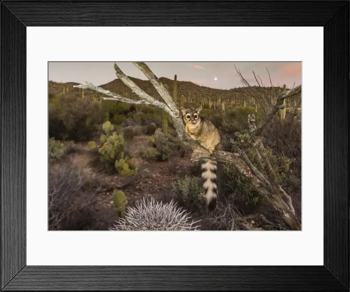 Framed Print : Captive ringtail (Bassariscus astutus) at sunset, Arizona Sonora Desert Museum, Tucson Framed Print : Captive ringtail (Bassariscus astutus) at sunset, Arizona Sonora Desert Museum, Tucson