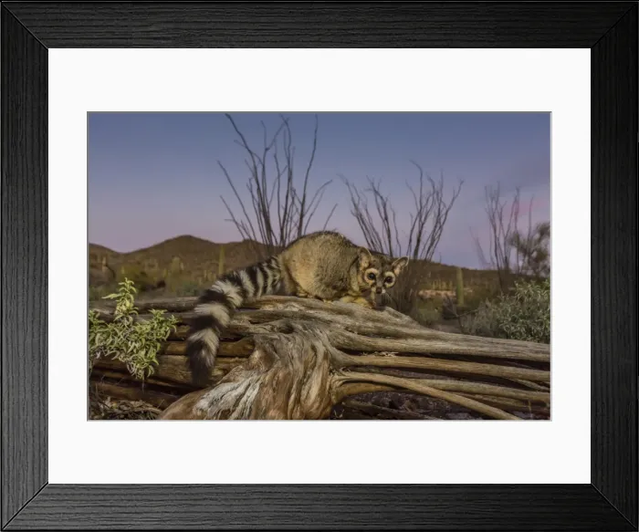 Framed Print : Captive ringtail (Bassariscus astutus) at sunset, Arizona Sonora Desert Museum, Tucson Framed Print : Captive ringtail (Bassariscus astutus) at sunset, Arizona Sonora Desert Museum, Tucson
