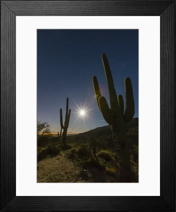 Framed Print : Giant saguaro cactus (Carnegiea gigantea), under full moon in the Catalina Mountains