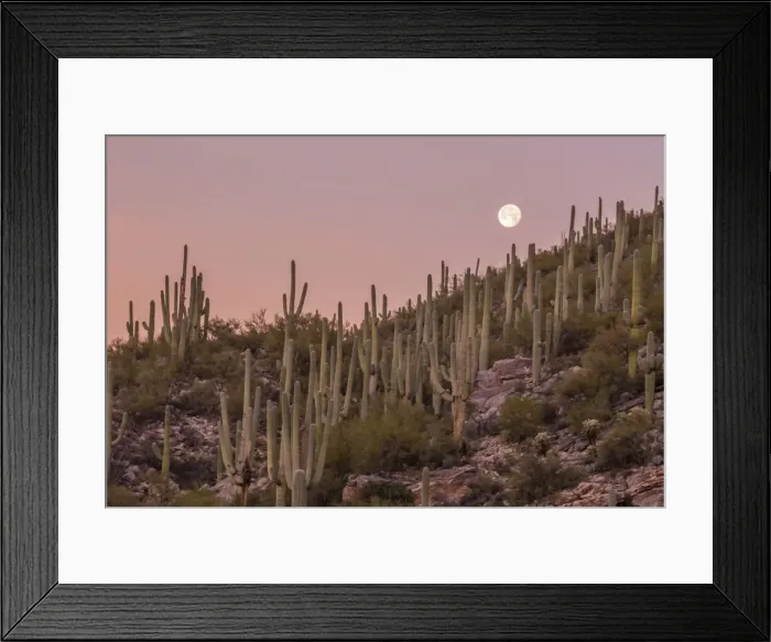 Framed Print : Giant saguaro cactus (Carnegiea gigantea), under full moon in the Catalina Mountains Framed Print : Giant saguaro cactus (Carnegiea gigantea), under full moon in the Catalina Mountains