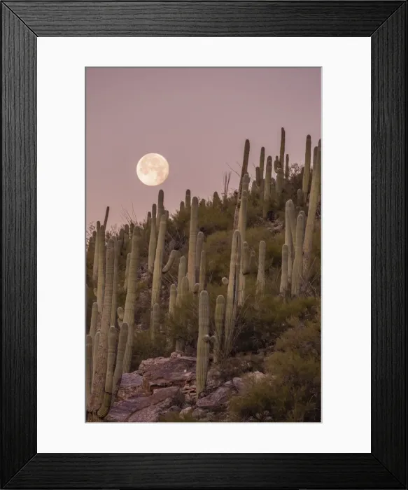 Framed Print : Giant saguaro cactus (Carnegiea gigantea), under full moon in the Catalina Mountains Framed Print : Giant saguaro cactus (Carnegiea gigantea), under full moon in the Catalina Mountains