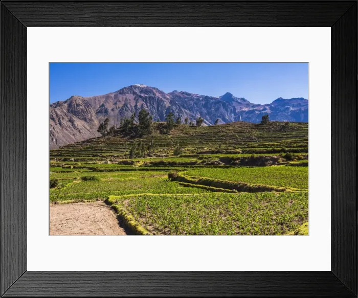 Framed Print : Colca Canyon pre-Inca terraces and farmland at Cabanaconde, Peru, South America Framed Print : Colca Canyon pre-Inca terraces and farmland at Cabanaconde, Peru, South America