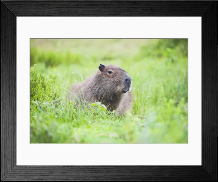 Framed Print : Capybara (Hydrochoerus hydrochaeris), Ibera Wetlands (Ibera Marshes), a marshland Framed Print : Capybara (Hydrochoerus hydrochaeris), Ibera Wetlands (Ibera Marshes), a marshland