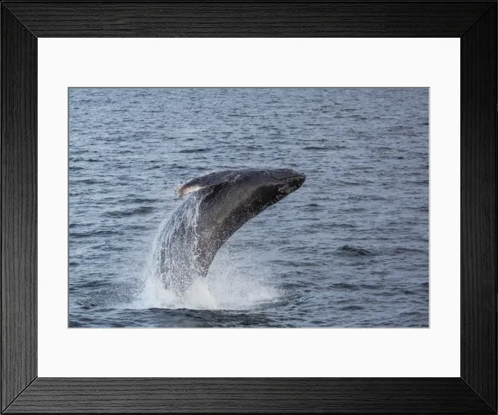 Framed Print : Humpback whale (Megaptera novaeangliae) breaching off Gwaii Haanas, Haida Gwaii, British Columbia Framed Print : Humpback whale (Megaptera novaeangliae) breaching off Gwaii Haanas, Haida Gwaii, British Columbia