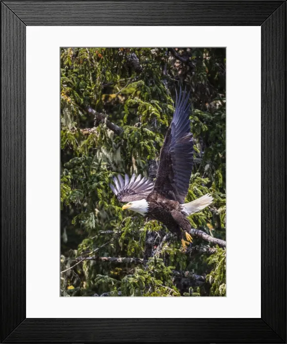 Framed Print : Adult bald eagle (Haliaeetus leucocephalus), Lake Eva, Baranof Island, southeast Alaska Framed Print : Adult bald eagle (Haliaeetus leucocephalus), Lake Eva, Baranof Island, southeast Alaska