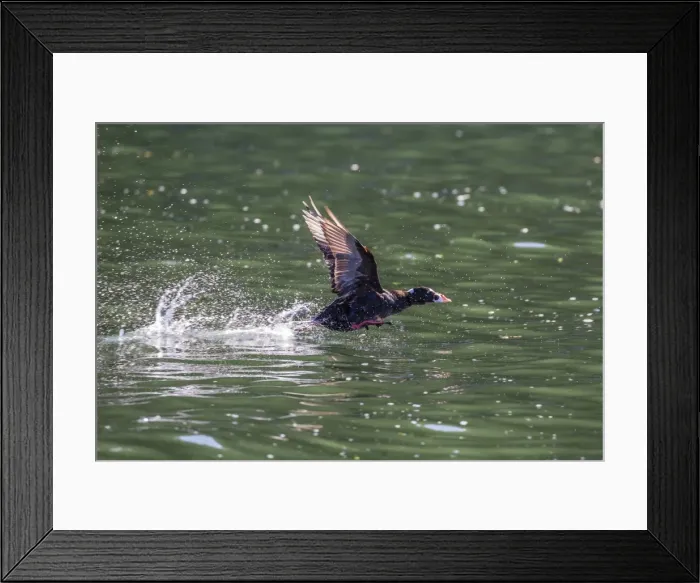 Framed Print : Adult male surf scoter (Melanitta perspicillata) taking flight in Williams Cove, Southeast Alaska Framed Print : Adult male surf scoter (Melanitta perspicillata) taking flight in Williams Cove, Southeast Alaska