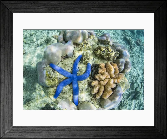 Framed Print : Underwater view of the reef on Pulau Lintang Island, Anambas Archipelago, Indonesia Framed Print : Underwater view of the reef on Pulau Lintang Island, Anambas Archipelago, Indonesia