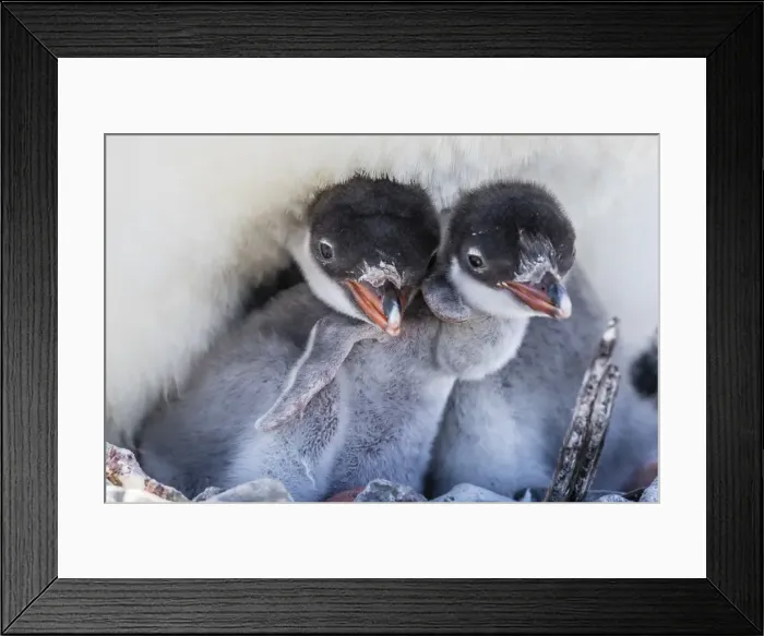 Framed Print : Gentoo penguin (Pygoscelis papua) adult on nest with young chicks on Cuverville Island Framed Print : Gentoo penguin (Pygoscelis papua) adult on nest with young chicks on Cuverville Island