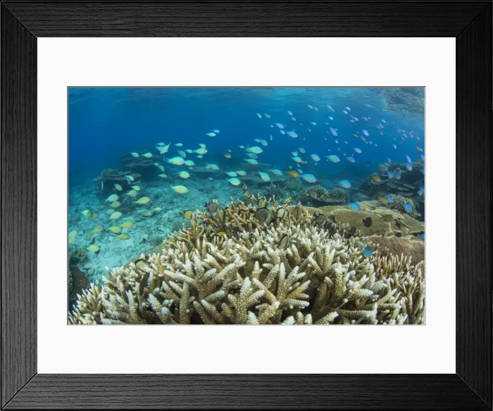 Framed Print : Reef fishes amongst profusion of hard plate at Pulau Setaih Island, Natuna Archipelago Framed Print : Reef fishes amongst profusion of hard plate at Pulau Setaih Island, Natuna Archipelago