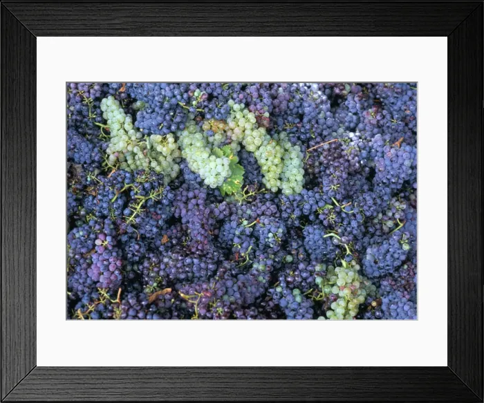 Framed Print : Grapes for Chianti wine Framed Print : Grapes for Chianti wine