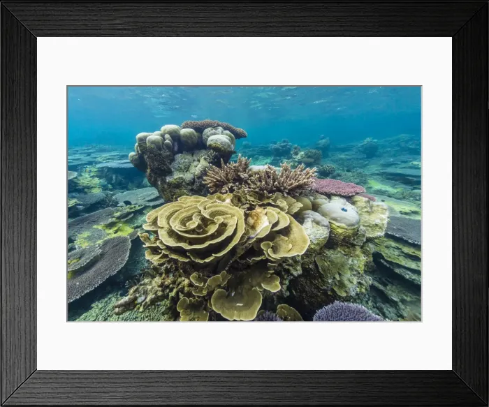 Framed Print : Underwater reef on a remote small Islet in the Badas Island Group off Borneo, Indonesia Framed Print : Underwater reef on a remote small Islet in the Badas Island Group off Borneo, Indonesia
