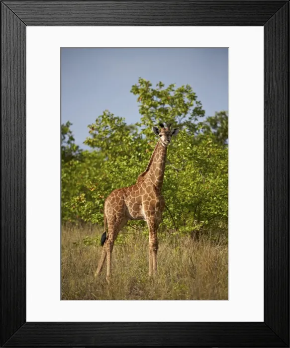 Framed Print : Juvenile Cape giraffe (Giraffa camelopardalis giraffa), Kruger National Park, South Africa Framed Print : Juvenile Cape giraffe (Giraffa camelopardalis giraffa), Kruger National Park, South Africa