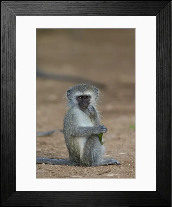 Framed Print : Vervet monkey (Chlorocebus aethiops), juvenile, Kruger National Park, South Africa Framed Print : Vervet monkey (Chlorocebus aethiops), juvenile, Kruger National Park, South Africa