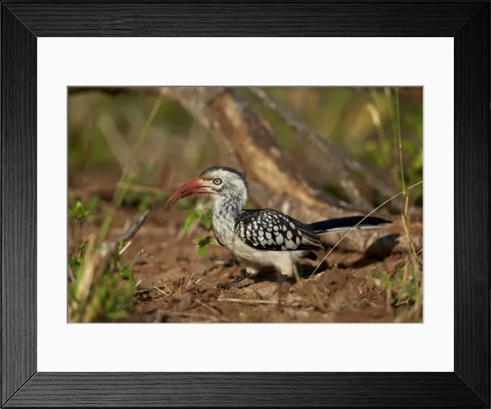 Framed Print : Southern red-billed hornbill (Tockus rufirostris), Kruger National Park, South Africa Framed Print : Southern red-billed hornbill (Tockus rufirostris), Kruger National Park, South Africa