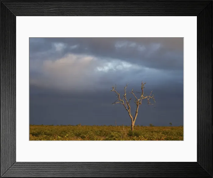Framed Print : Bare tree with dark clouds, Kruger National Park, South Africa, Africa Framed Print : Bare tree with dark clouds, Kruger National Park, South Africa, Africa