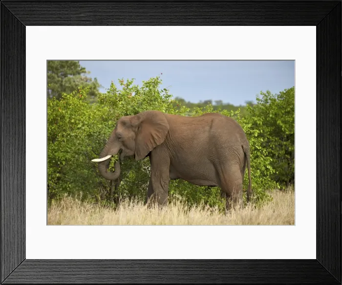 Framed Print : African elephant (Loxodonta africana) eating, Kruger National Park, South Africa, Africa Framed Print : African elephant (Loxodonta africana) eating, Kruger National Park, South Africa, Africa