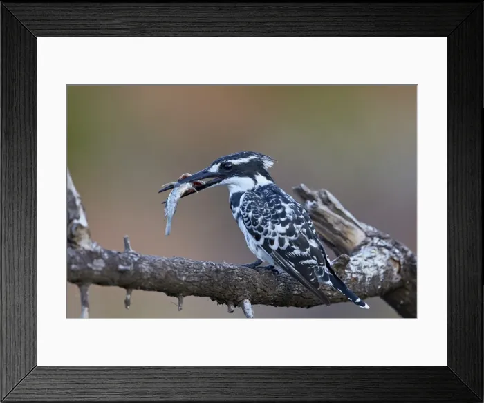 Framed Print : Pied kingfisher (Ceryle rudis) with a fish, Kruger National Park, South Africa, Africa Framed Print : Pied kingfisher (Ceryle rudis) with a fish, Kruger National Park, South Africa, Africa