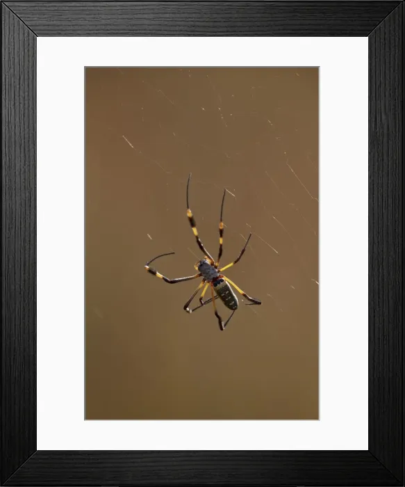 Framed Print : Banded-legged golden orb spider (Nephila senegalensis), Kruger National Park, South Africa Framed Print : Banded-legged golden orb spider (Nephila senegalensis), Kruger National Park, South Africa