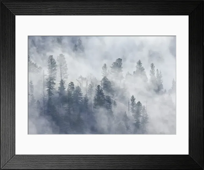 Framed Print : Evergreen trees in fog, Yellowstone National Park, UNESCO World Heritage Site, Wyoming Framed Print : Evergreen trees in fog, Yellowstone National Park, UNESCO World Heritage Site, Wyoming