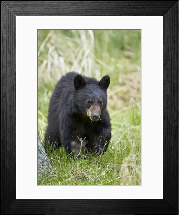 Framed Print : Black bear (Ursus americanus), second year cub, Yellowstone National Park, Wyoming