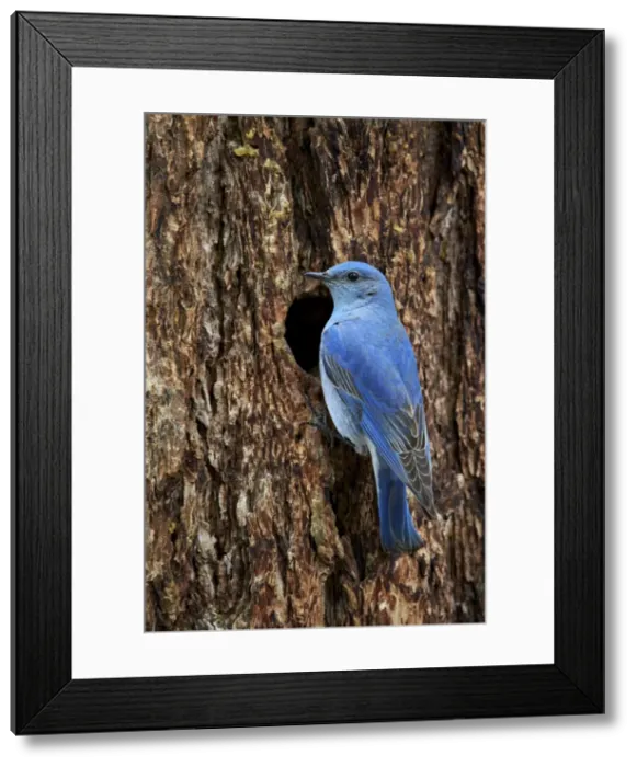 Framed Print : Mountain bluebird (Sialia currucoides), male at nest cavity, Yellowstone National Park Framed Print : Mountain bluebird (Sialia currucoides), male at nest cavity, Yellowstone National Park