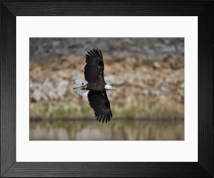 Framed Print : Bald Eagle (Haliaeetus leucocephalus) in flight, Yellowstone National Park, UNESCO Framed Print : Bald Eagle (Haliaeetus leucocephalus) in flight, Yellowstone National Park, UNESCO