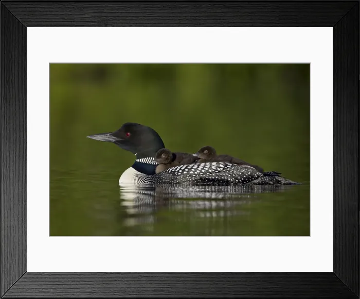 Framed Print : Common Loon (Gavia immer) chicks riding on their mothers back, Lac Le Jeune Provincial Park Framed Print : Common Loon (Gavia immer) chicks riding on their mothers back, Lac Le Jeune Provincial Park