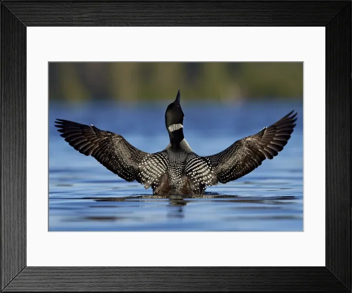 Framed Print : Common Loon (Gavia immer) stretching its wings, Lac Le Jeune Provincial Park, British Columbia Framed Print : Common Loon (Gavia immer) stretching its wings, Lac Le Jeune Provincial Park, British Columbia