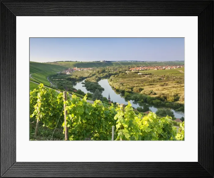 Framed Print : Vine village Escherndorf and Vogelsburg Castle, Volkacher Mainschleife Loop, Main River Framed Print : Vine village Escherndorf and Vogelsburg Castle, Volkacher Mainschleife Loop, Main River